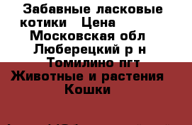 Забавные ласковые котики › Цена ­ 5 000 - Московская обл., Люберецкий р-н, Томилино пгт Животные и растения » Кошки   